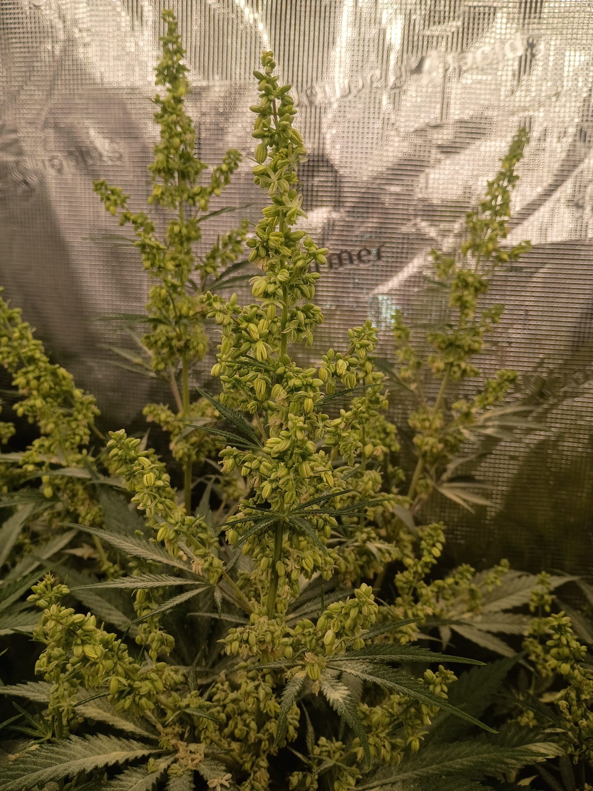 Casey Jones - Image 15