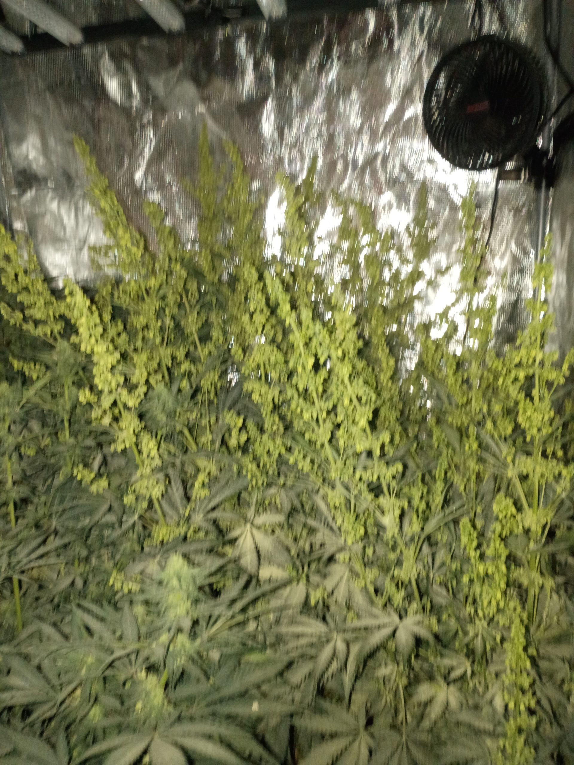 Casey Jones - Image 16