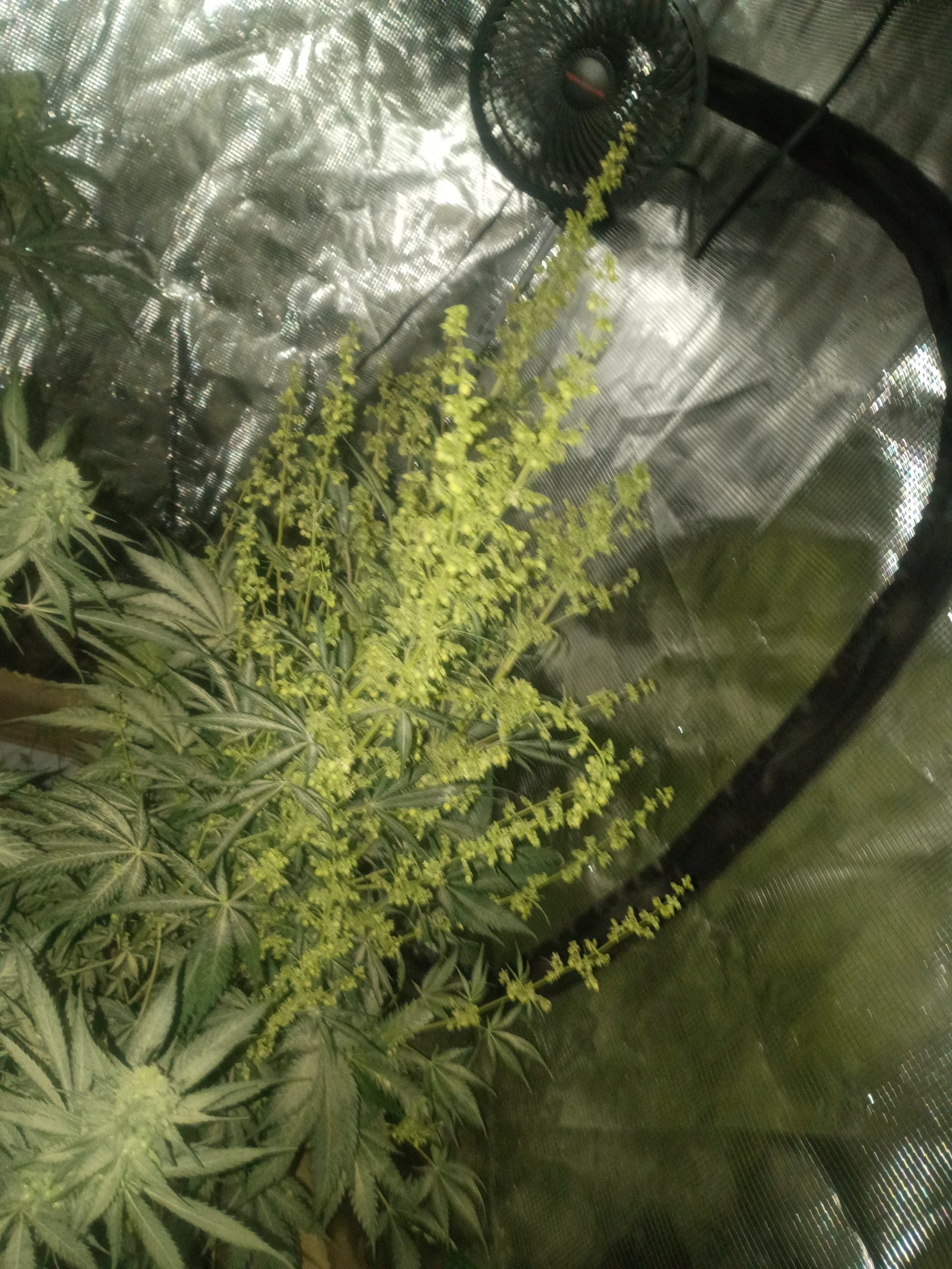 Casey Jones - Image 14