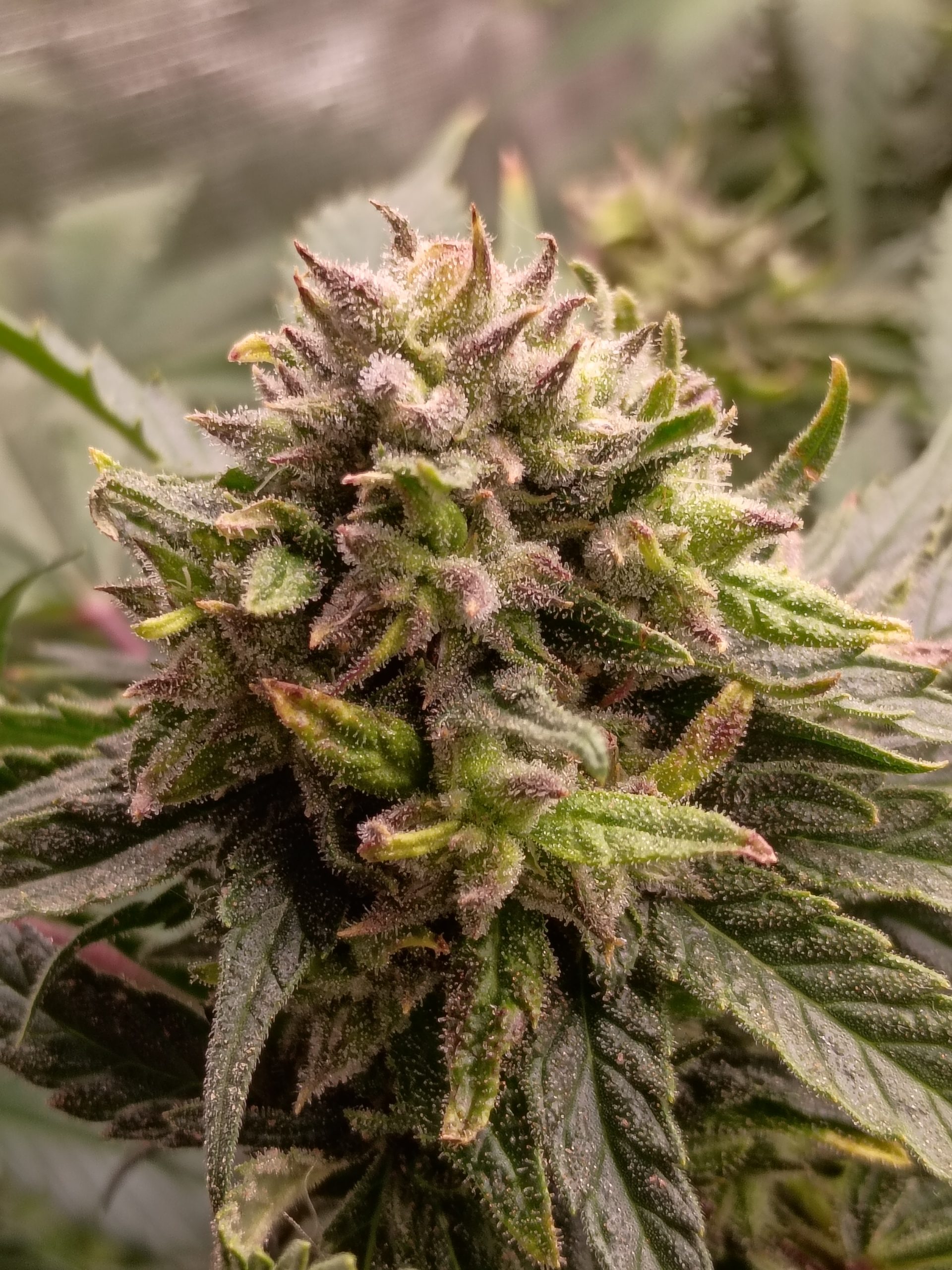 Casey Jones - Image 10