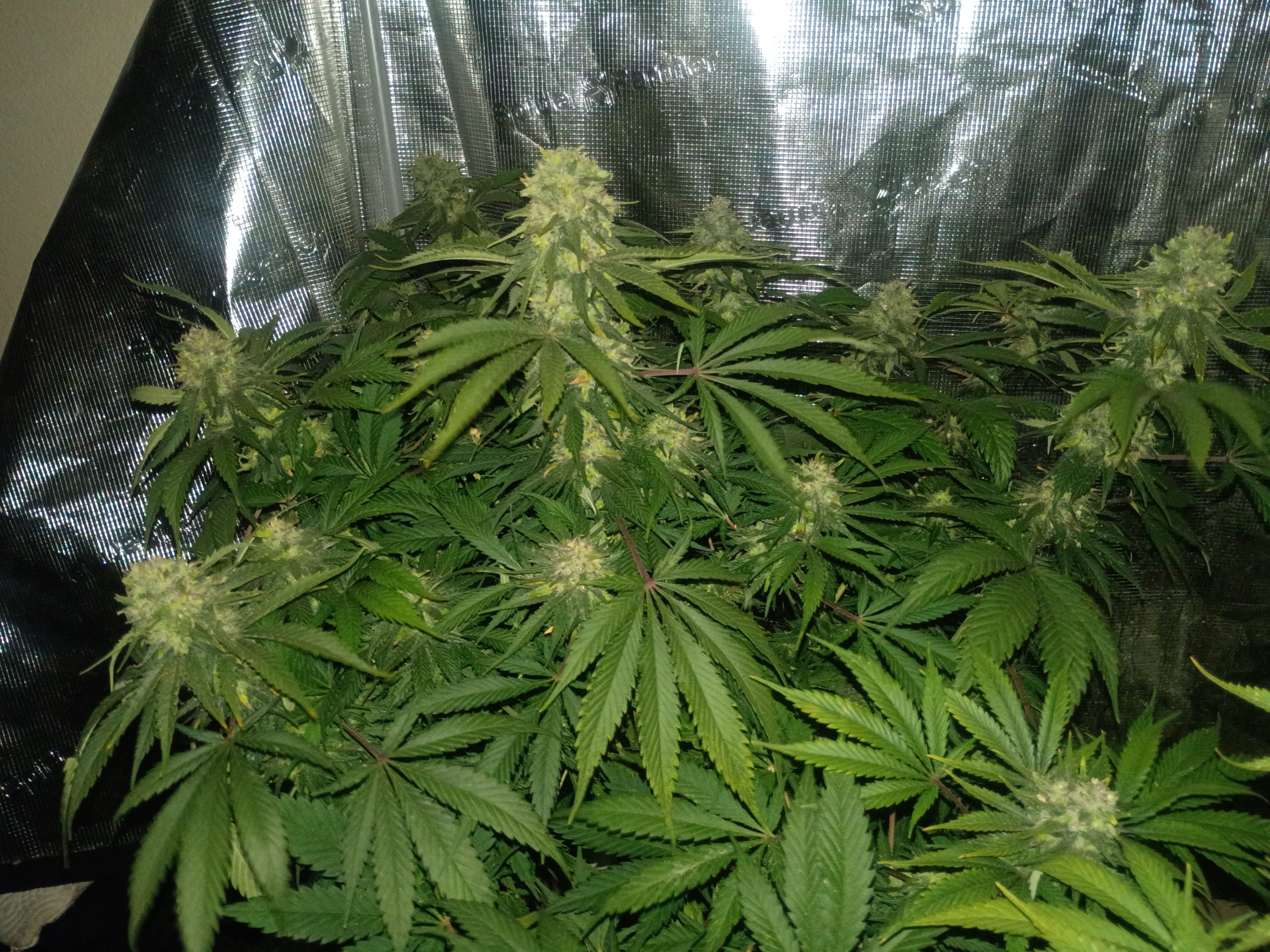 Casey Jones - Image 6