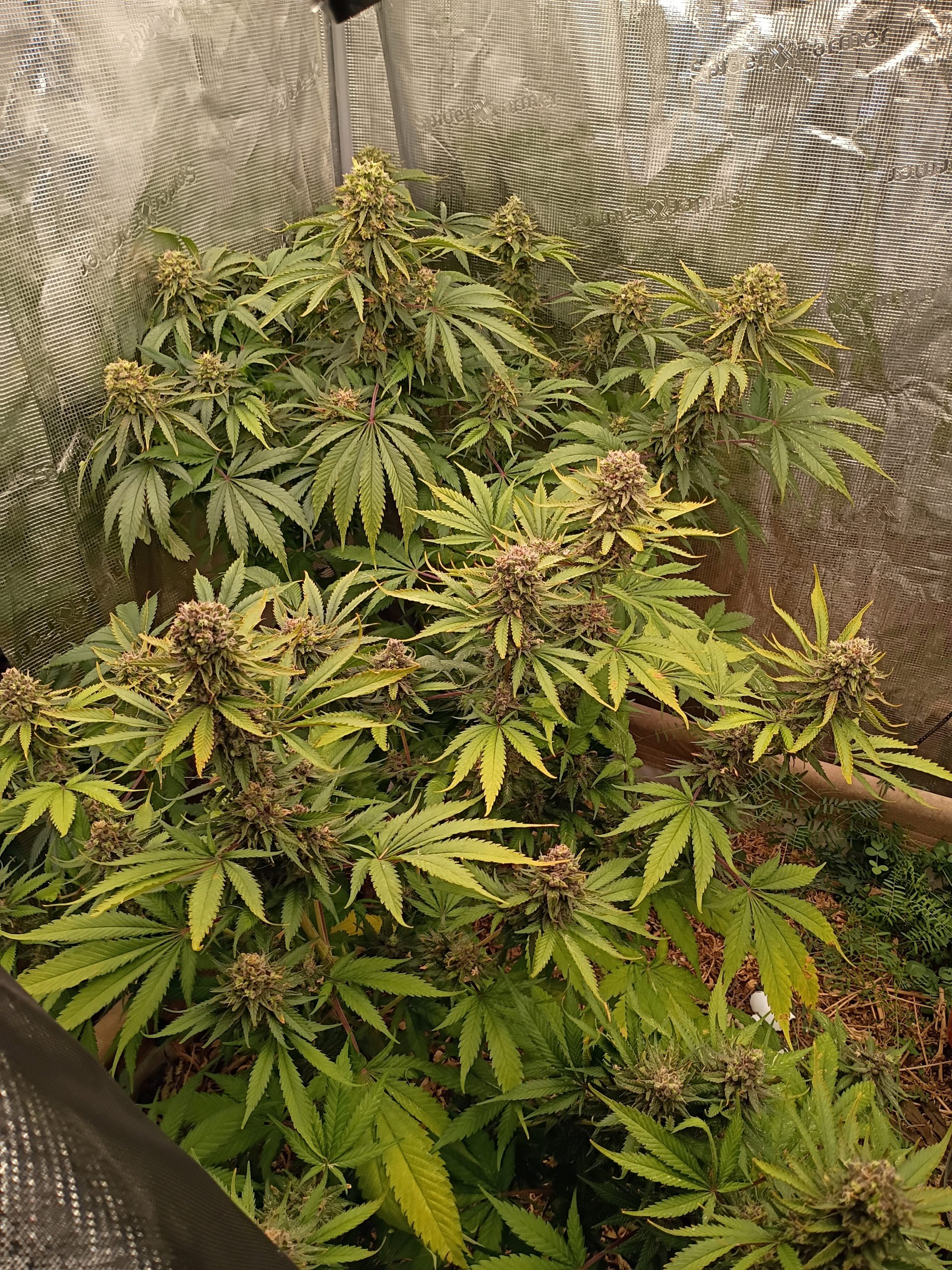 Casey Jones - Image 11