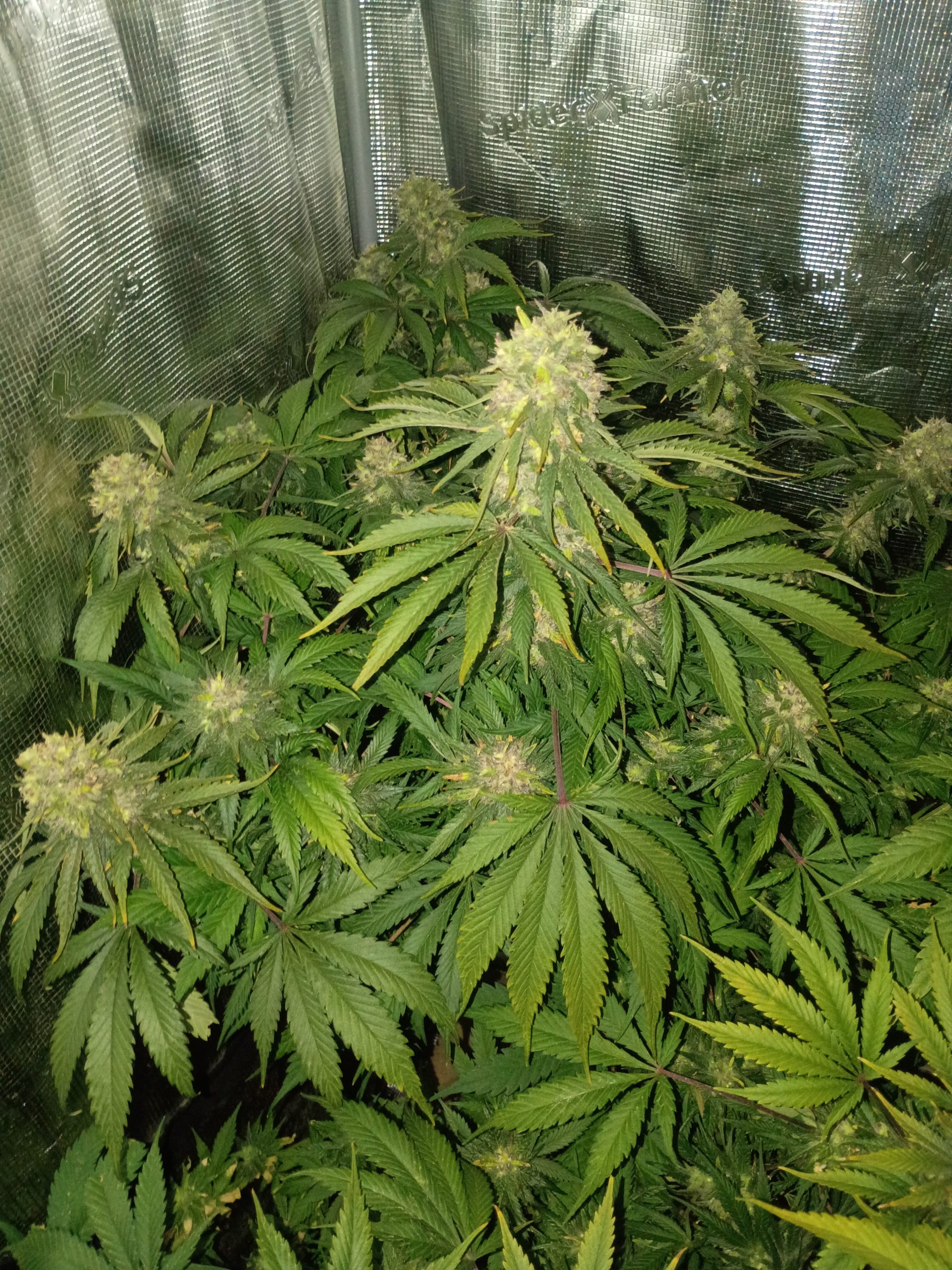 Casey Jones - Image 4