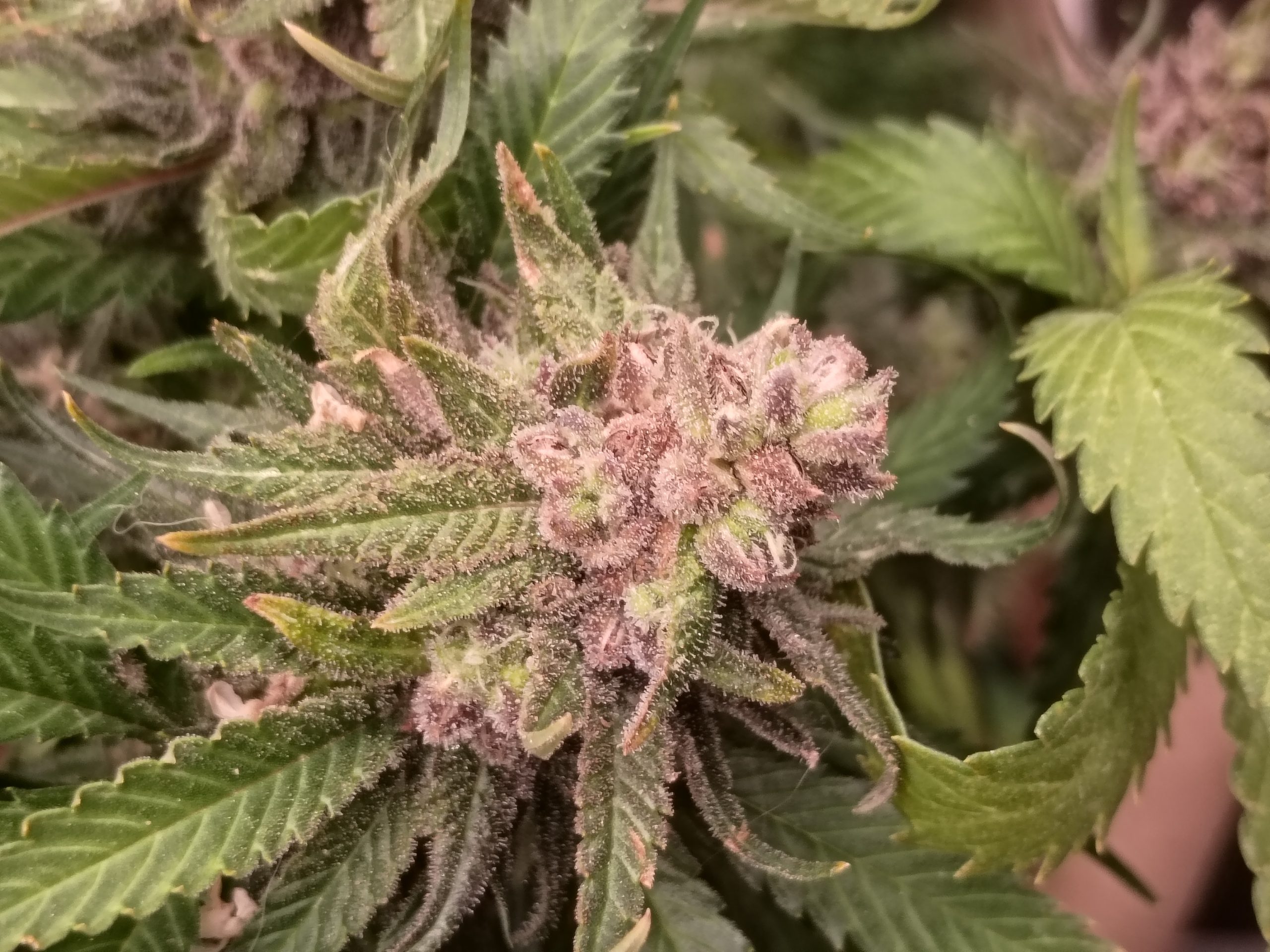 Casey Jones - Image 8