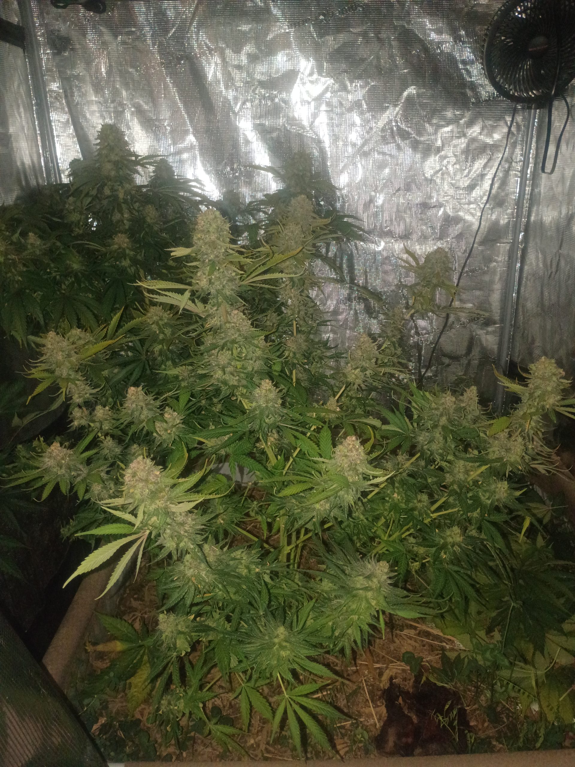 Casey Jones - Image 2