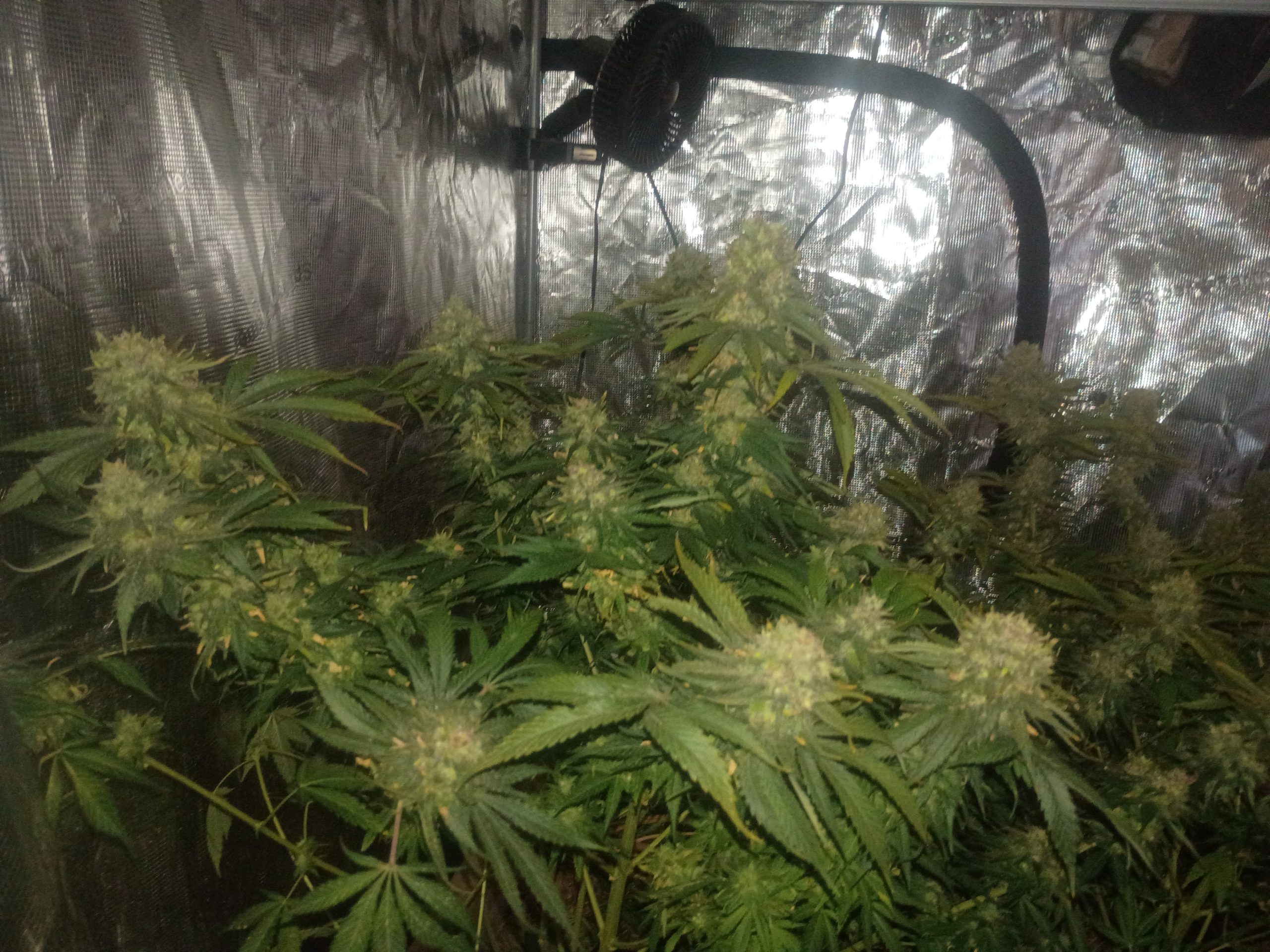 Casey Jones - Image 3
