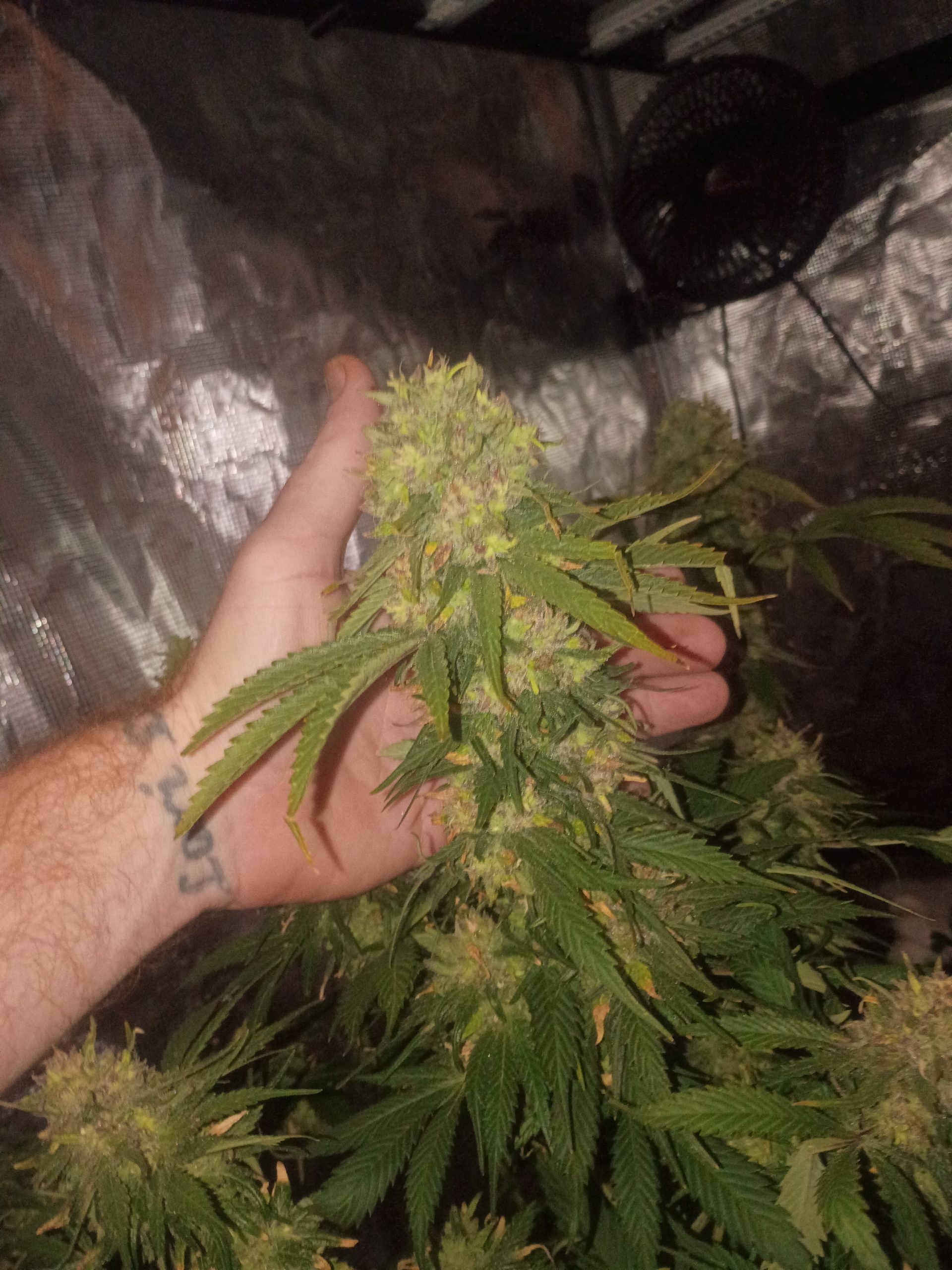 Casey Jones - Image 5